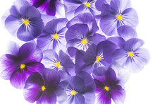 Pansy Flower Close Up - Flower Background