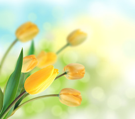 Wall Mural - Beautiful Yellow Tulips Design as floral background