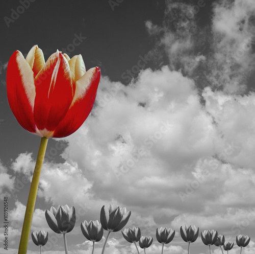 Fototapeta na wymiar red tulip in a black and white background