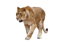 Lioness On White Background
