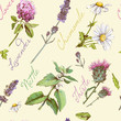 Vector vintage seamless pattern with wild flowers and medicinal herbs. Background design for cosmetics, store, beauty salon, homeopathy, natural and organic products.Best for  wrapping paper