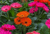 Blooming flower Gerbera jamesonii in orange