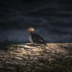 Wall Mural - Icelandic puffins at remote islands on Iceland, summer time, 201