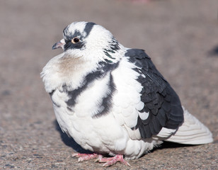 Wall Mural - portrait of pigeon on nature