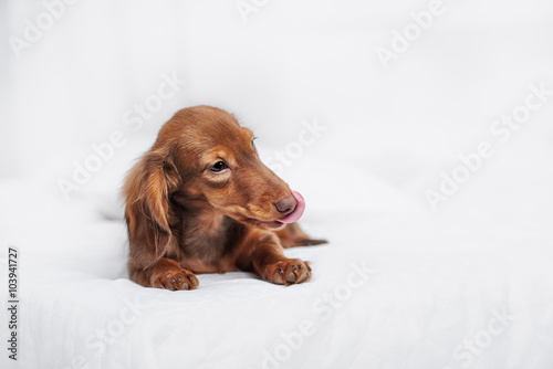 Long Haired Miniature Dachshund Buy This Stock Photo And Explore