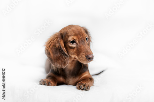 Long Haired Miniature Dachshund Buy This Stock Photo And Explore