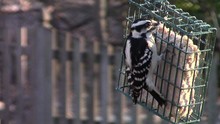 Close-up Of Female Downy Woodpecker (Picoides Pubescens) At Feeder