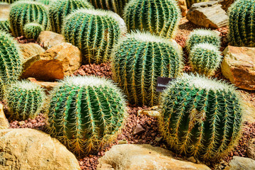 Cactus planted in a botanical garden.