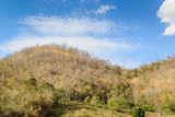 Fototapeta Sawanna - Dry trees and grass on mountain