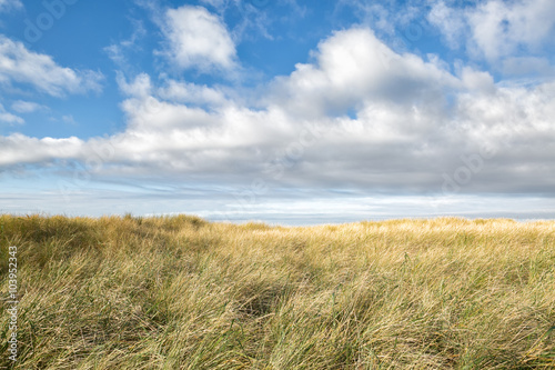 Fotografia, Obraz Windswept sea grass under a dramatic blue sky with clouds on the Pacific Northwest coast