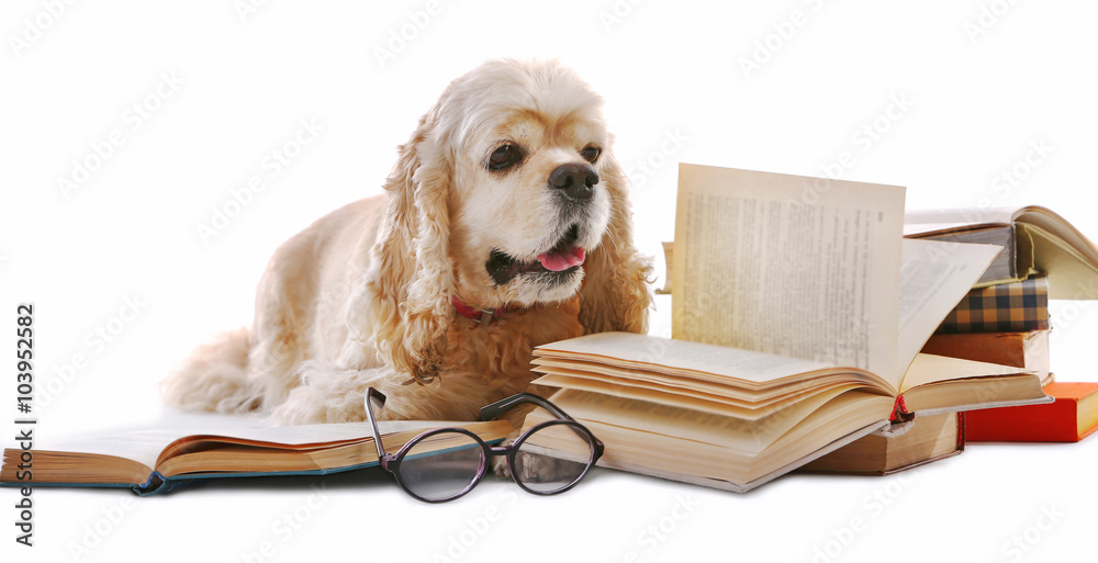 Dog and books isolated on white