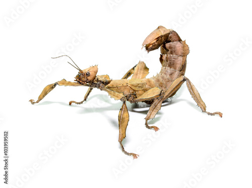Fotografía Female spiny leaf insect, Extatosoma tiaratum, on a white backgr