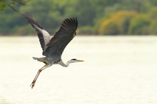 Great Heron Flying Over Danube River