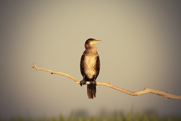 Wall Mural - great cormorant on branch