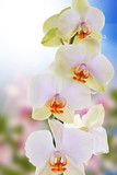 Fototapeta Storczyk - Beautiful orchid flower