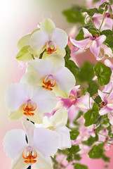 Wall Mural - Beautiful exotic flower orchid