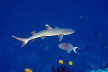 White Tip Reef Shark Ready To Attack Underwater