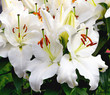 © Natalia - Blooming white flowers oriental Lily After Eight. Close-up
