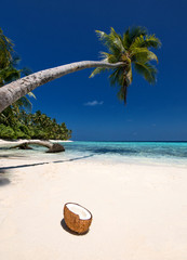 Poster - Einsamer Strand mit Kokospalme