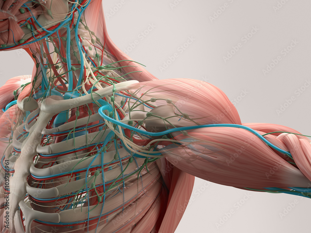 Human anatomy detail of shoulder. Muscle, bone structure, arteries. On plain studio background. Professional lighting. - obrazy, fototapety, plakaty 