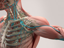Human Anatomy Detail Of Shoulder. Muscle, Bone Structure, Arteries. On Plain Studio Background. Professional Lighting.