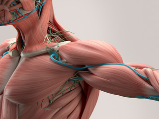 Human anatomy detail of shoulder. Muscle, arteries on plain studio background. Professional lighting.