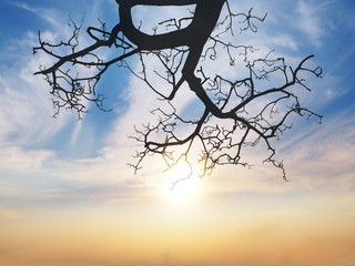 tree branch silhouette