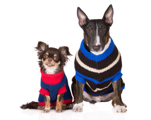 Wall Mural - two dogs in knitted sweaters