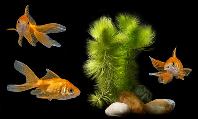 Wall Mural -  aquarium with golden fish and plant