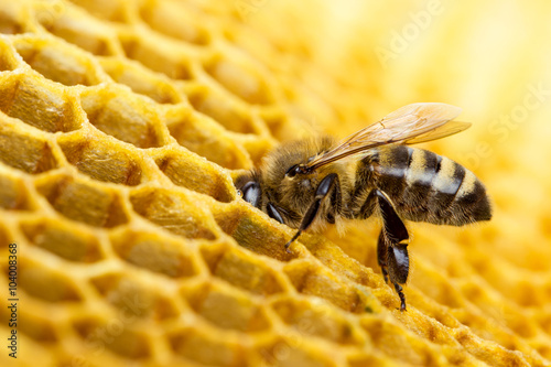 Plakat pszczoła