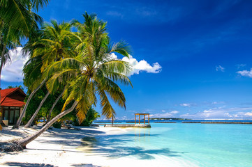  Palm at white sand beach on tropical resort paradise Maldives island