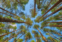 Brightly Lit Summer Pine Forest Head-up View