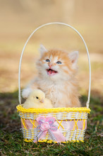 Adorable Meowing Kitten With A Chick Sitting In The Basket