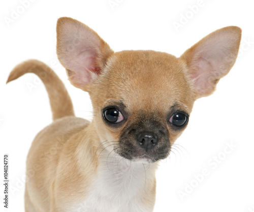 Puppy Shorthair Chihuahua Buy This Stock Photo And Explore