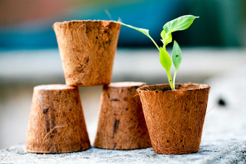 Plant de poivron dans un pot de coco compressé