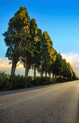 Wall Mural - Bolgheri famous cypresses tree straight boulevard on sunset. Mar