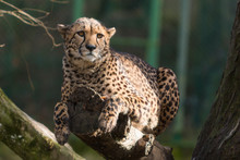 Cheetah Resting On The Branch