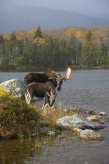 Wall Mural - like father, like son - a bull moose and calf pair enjoy breakfast together on a crisp morning in th