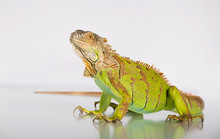 The Green Iguana Is Looking Down On A White Background