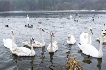 Wall Mural - White swans float in the cold lake.