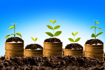 Money growing in soil , Business success concept.