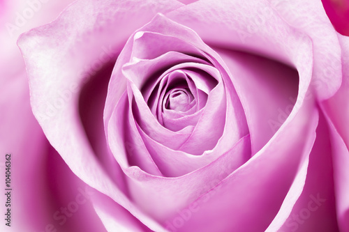 piekna-rozowy-kwiat-rozy