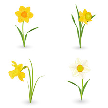 Collection Lovely Daffodils. Spring Flowers For Your Design
