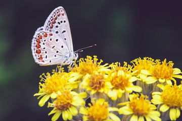 Buttefly, spring, macro, color, summer