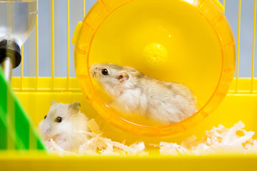 Jungar hamster running in the wheel