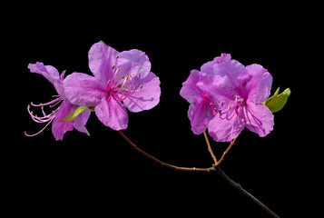 Sticker - Flowers of rhododendron (Rhododendron mucronulatum) 11