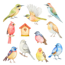 Watercolor Vector Set Of Birds. 
