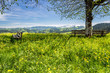Frühlingswiese im Emmental, Schweiz