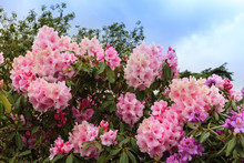 Pink Rhododendron Flowering Shrub.