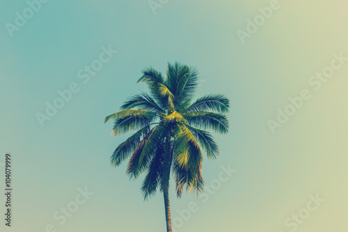 palma-kokosowa